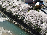 小田川の堤防の桜